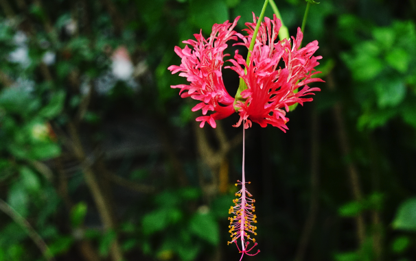 吊燈花嫁接的方法 ?