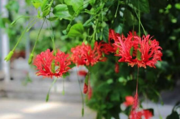 吊燈花出現(xiàn)白粉病的原因 ?