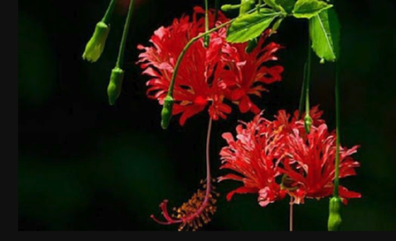 吊燈花葉斑病怎么進(jìn)行防治 ?