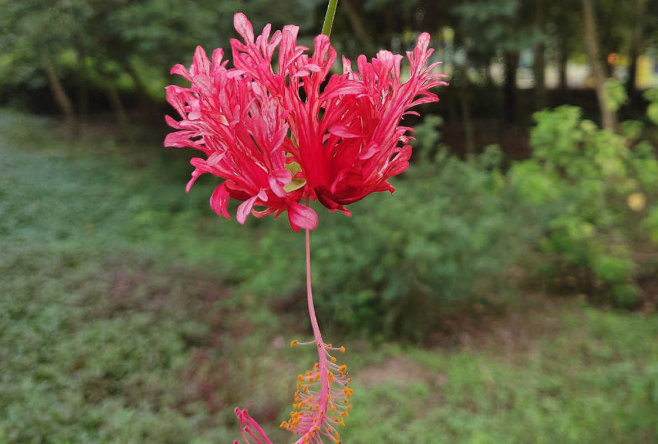 吊燈花根腐病出現(xiàn)的原因 ?