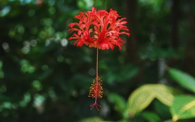 吊燈花病害有哪些 ?