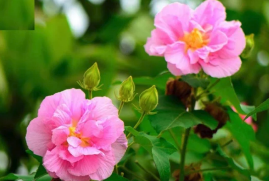 三醉芙蓉種子培育和催芽方法 ?