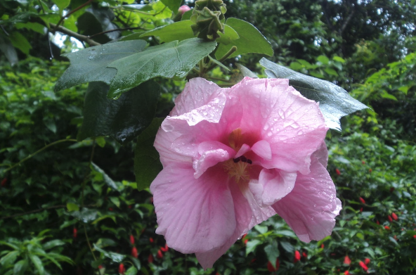 三醉芙蓉種子培育和催芽方法 ?