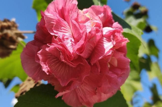 三醉芙蓉的繁殖方式 ?