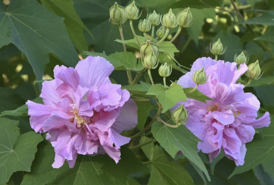 三醉芙蓉怎么收集種子 ?