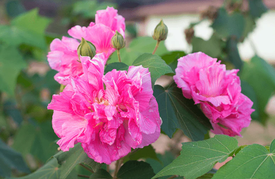 三醉芙蓉怎么收集種子 ?