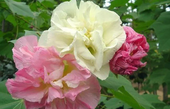 三醉芙蓉澆水次數和頻率怎么控制 ?