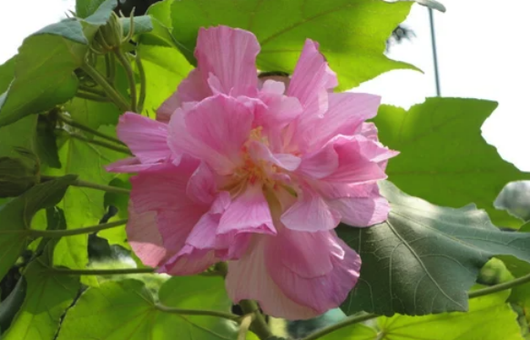 三醉芙蓉澆水次數和頻率怎么控制 ?
