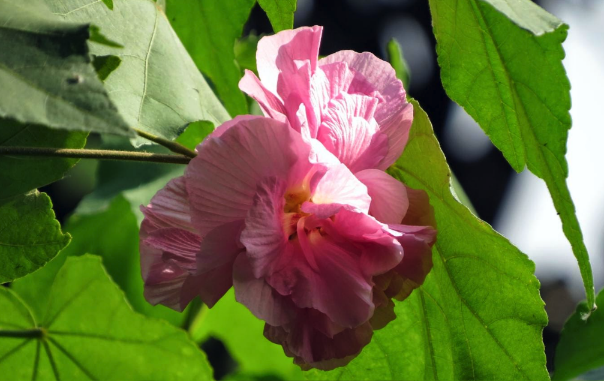 三醉芙蓉用沙質土壤栽培有什么好處 ?