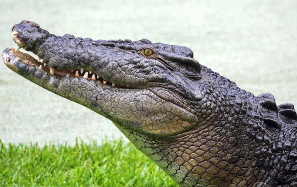 如何捕獲灣鱷 ?
