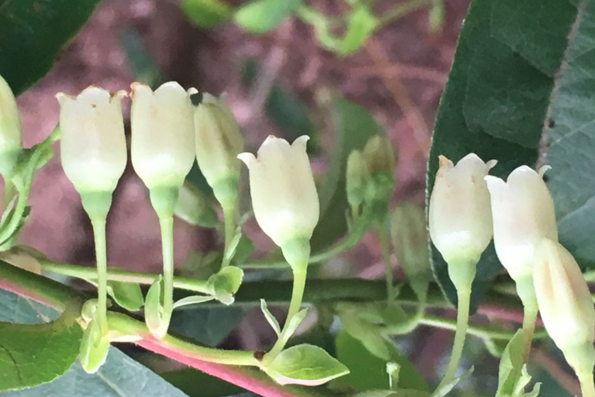 南燭對(duì)光照和溫度有什么要求?
