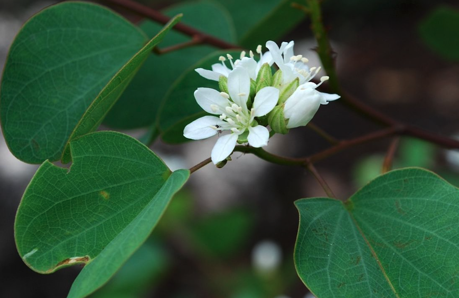 冬季怎么保護(hù)洋紫荊?