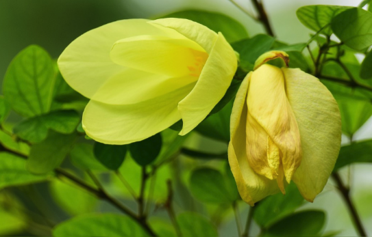 黃花羊蹄甲分株的方法 ?