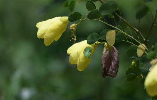 黃花羊蹄甲的種子催芽和培養方法 ?