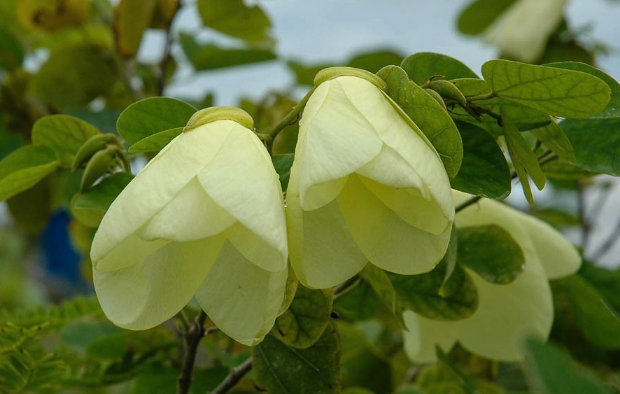 黃花羊蹄甲的種子催芽和培養方法 ?