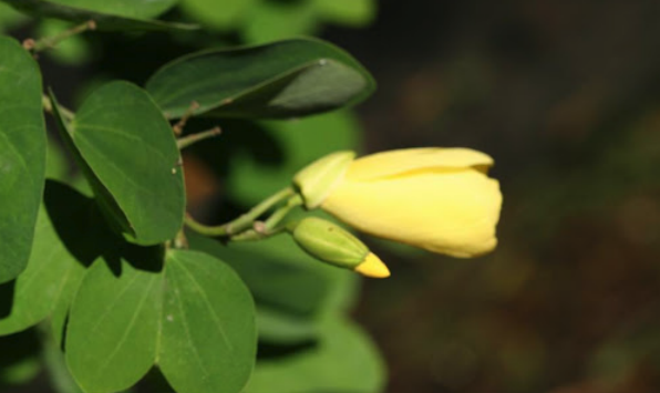 栽種黃花羊蹄甲適宜什么土壤 ?
