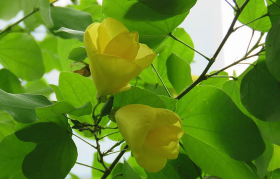 黃花羊蹄甲的生態習性和開花周期 ?