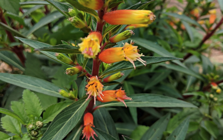 小瓣萼距花發(fā)芽和移栽注意事項?