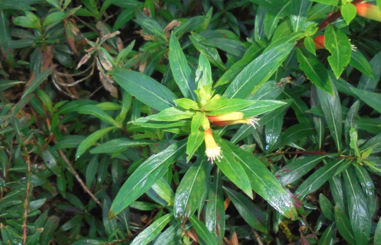 小瓣萼距花怎么進行繁殖?