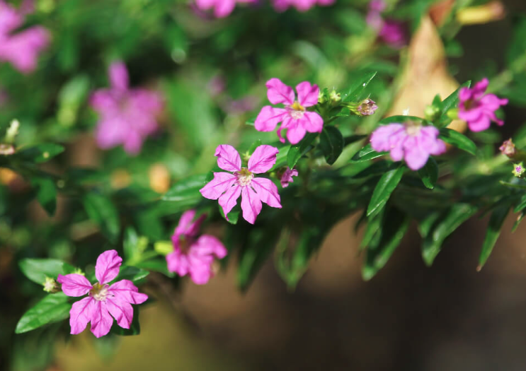 小瓣萼距花的生態(tài)習(xí)性介紹?