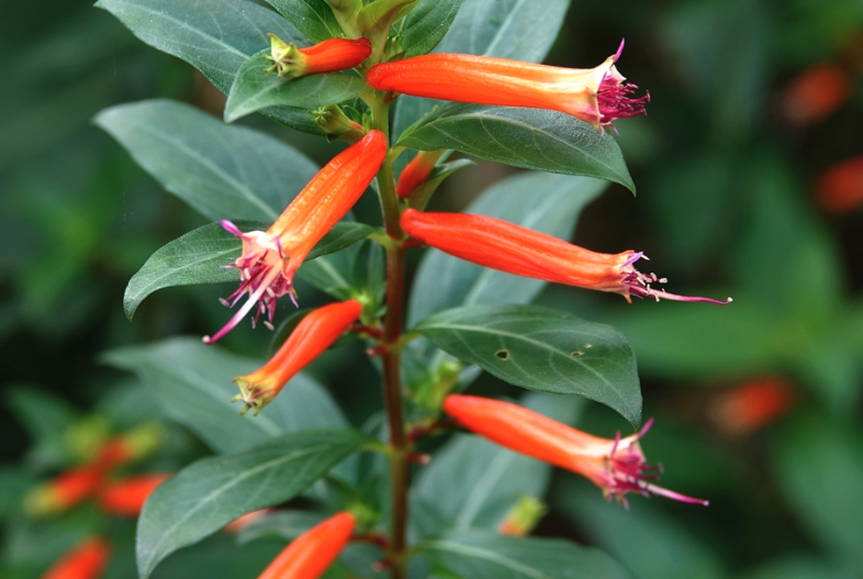小瓣萼距花花朵形態(tài)特點(diǎn)怎么樣?