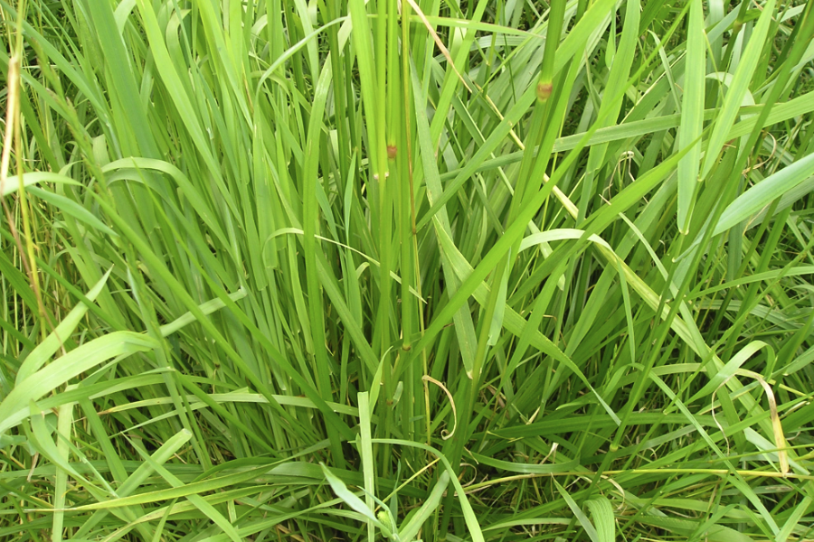 葦狀羊茅對(duì)栽種土壤有什么要求?