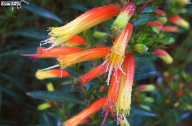 小瓣萼距花施肥管理方法 ?