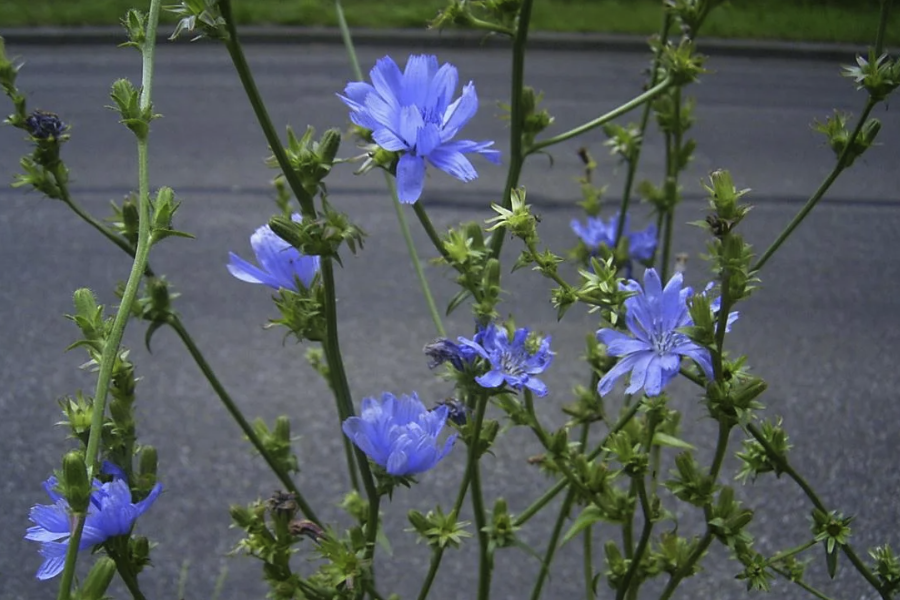 菊苣可以和其他蔬菜輪作嗎?
