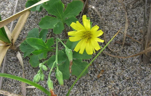 苦荬菜感染霜霉病的癥狀?