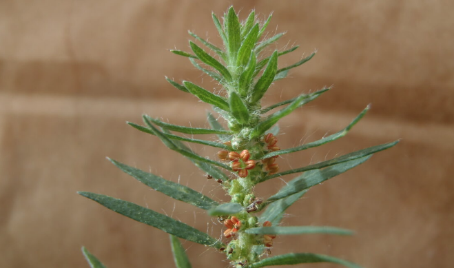 木地膚發芽時間早的原因?