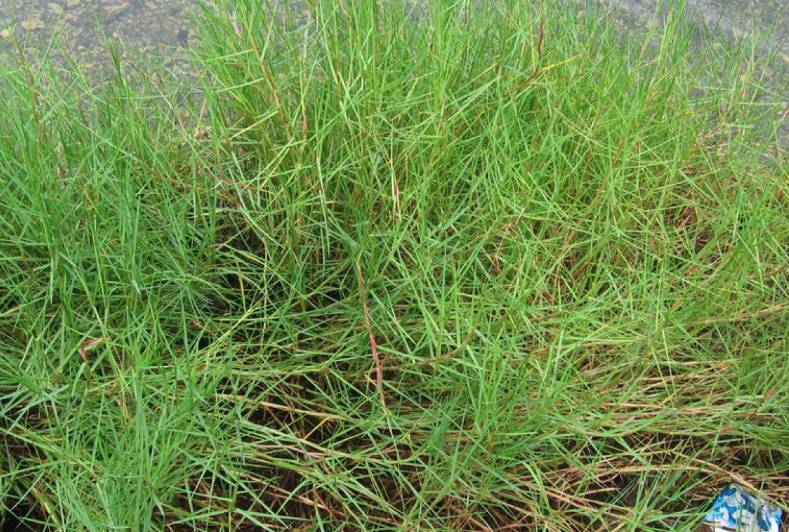 飼喂牛羊梭魚草有什么營養價值?