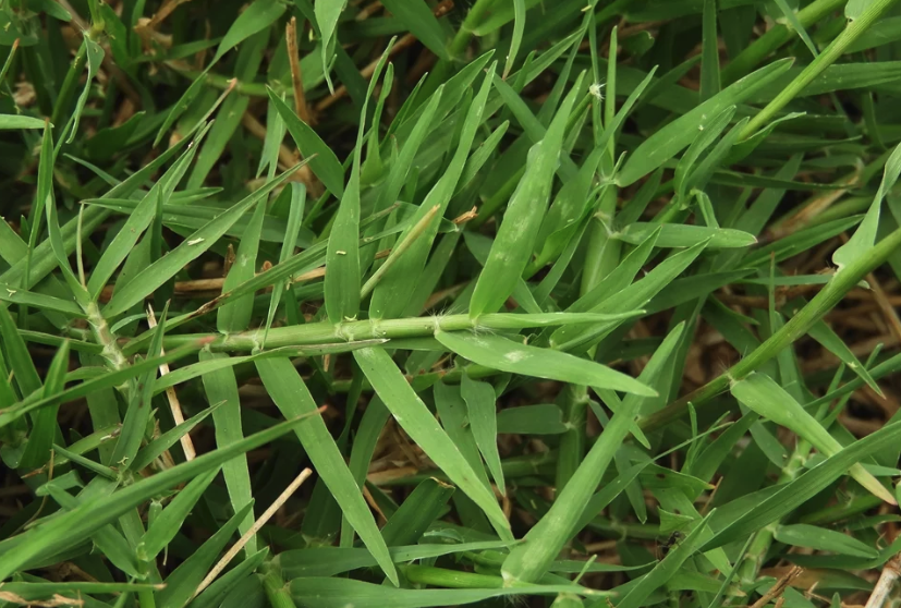 風(fēng)沙地區(qū)可以種植百喜草嗎?