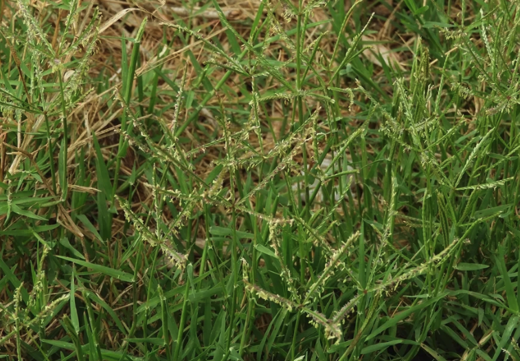 風(fēng)沙地區(qū)可以種植百喜草嗎?