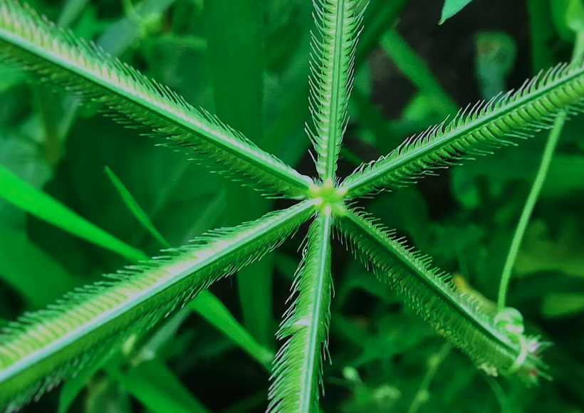 貧瘠地區怎么提高百喜草繁殖速度?