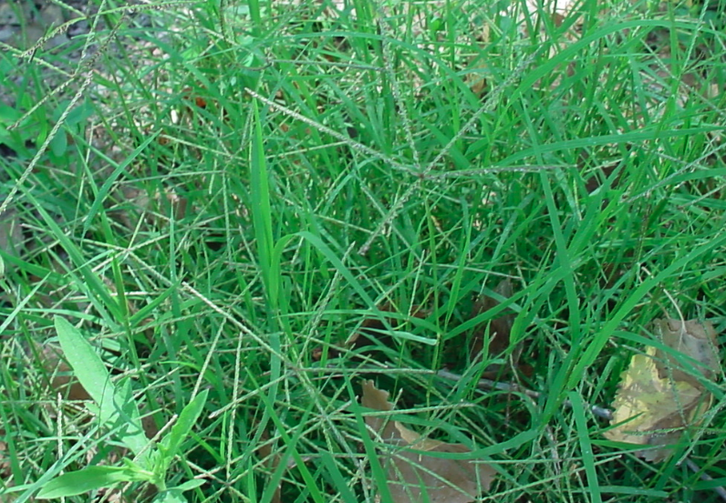 百喜草草場需要定期噴農藥除蟲嗎?