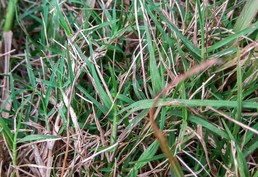 百喜草草場需要定期噴農藥除蟲嗎?