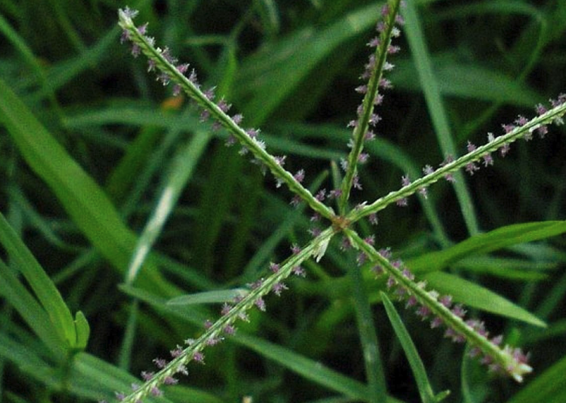 對(duì)百喜草有影響的害蟲有哪些?