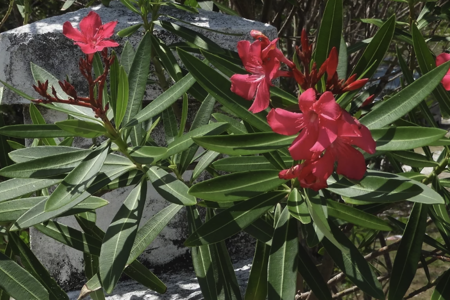 白花夾竹桃可以凈化室內空氣嗎?