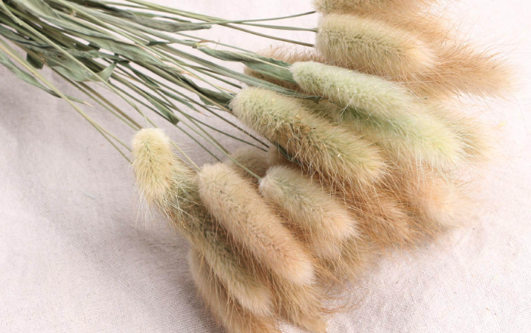 貓尾草需要噴施什么農藥?