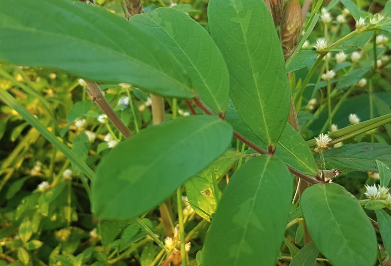 貓尾草需要噴施什么農藥?