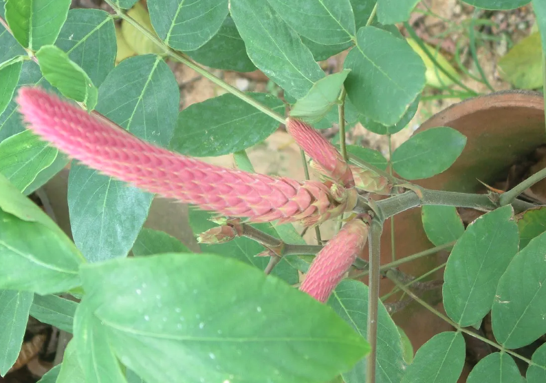 貓尾草可以在干旱地區栽種嗎?