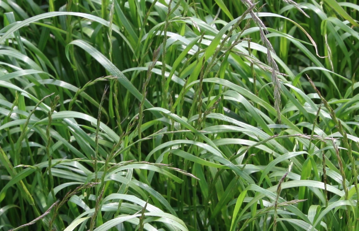 多花黑麥草用做飼草收割后怎么進行處理?