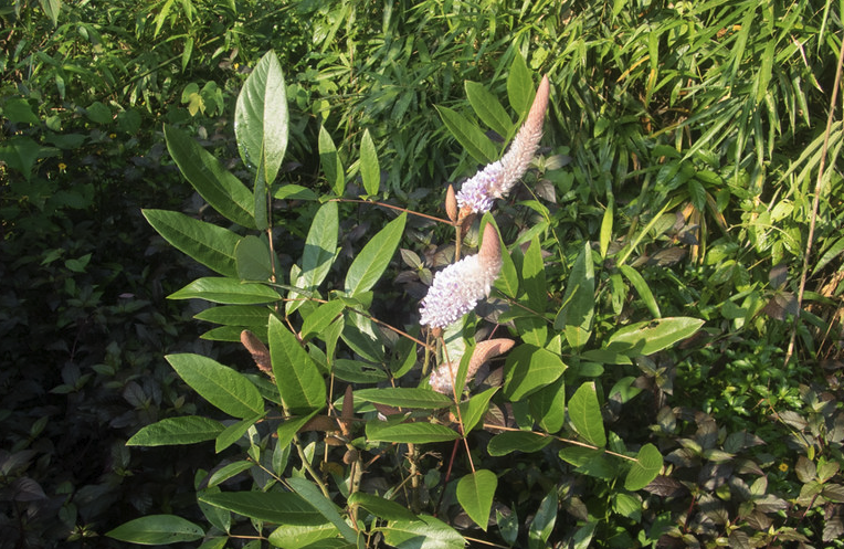 貓尾草怎么進行繁殖?