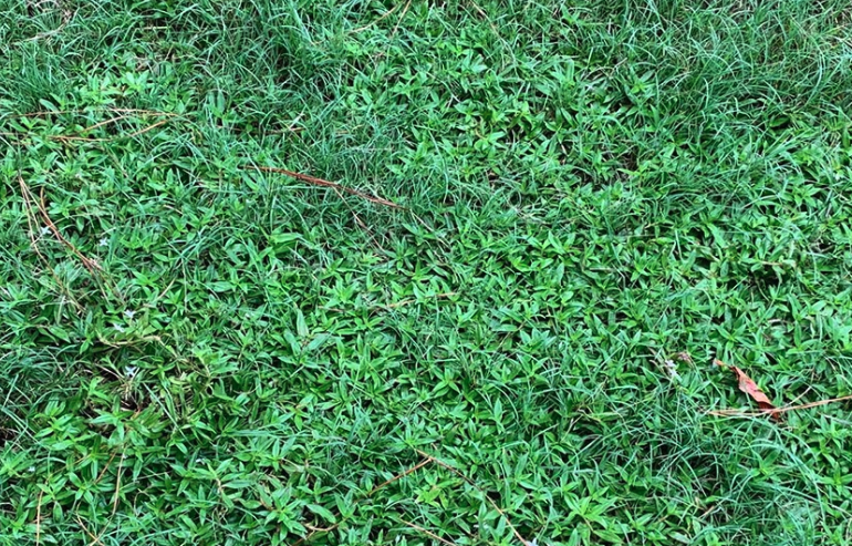 草地螽斯有哪些天敵?