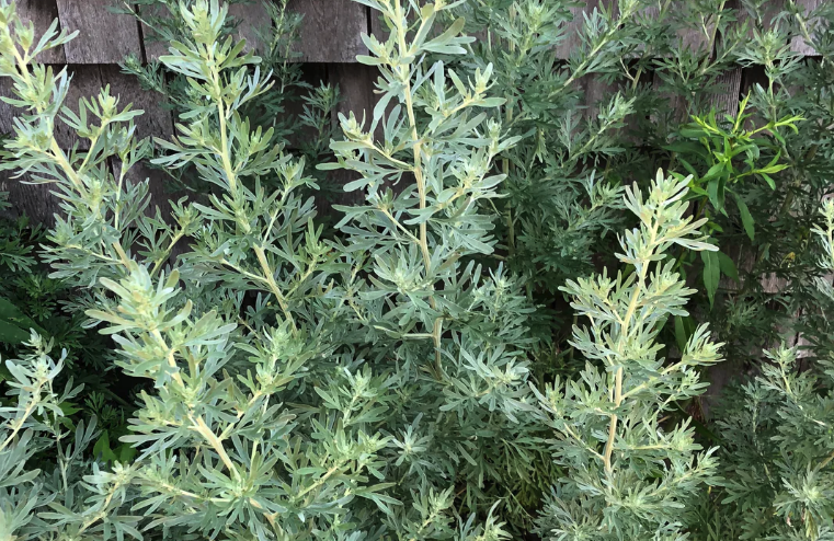 蔞蒿是什么草類,有什么生態習性?