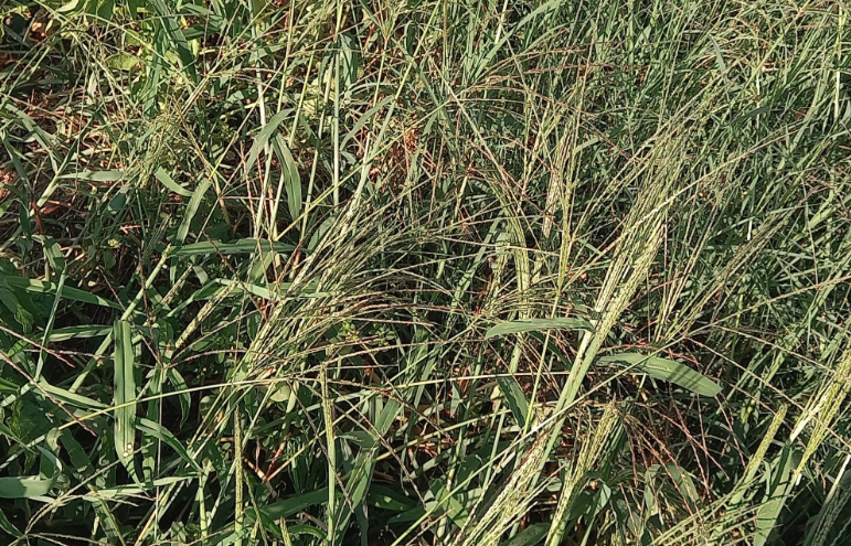 馬唐干草料的飼喂價值怎么樣?