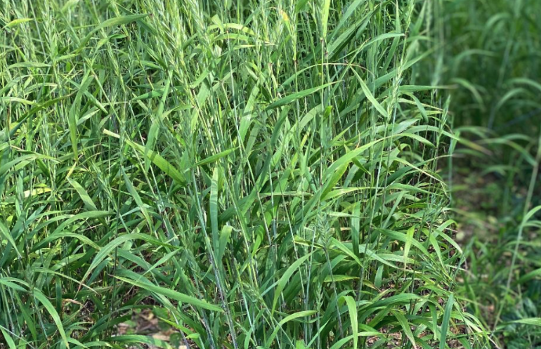 肥披堿草能長多高,產草量怎么樣?