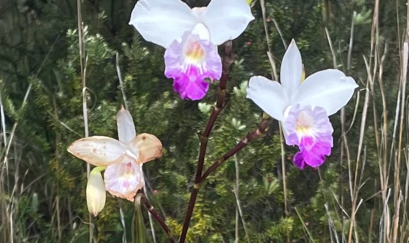 竹葉蘭室內(nèi)種植需要注意什么?
