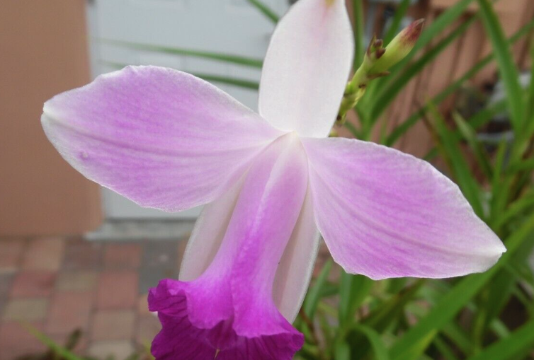 竹葉蘭室內(nèi)種植需要注意什么?