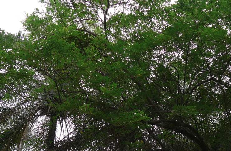 格力豆庭院種植需要注意什么?